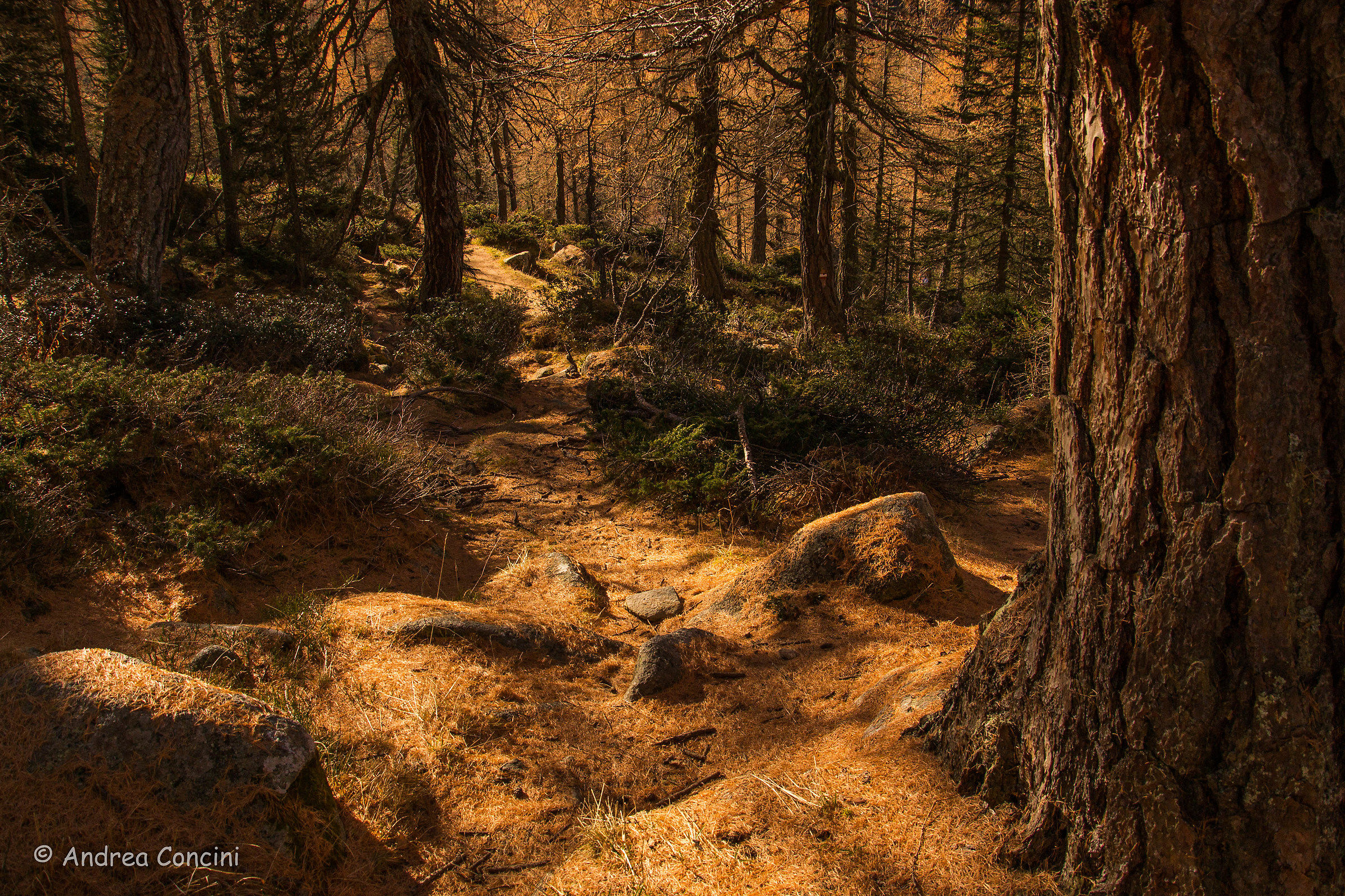 Bosco in veste autunnale