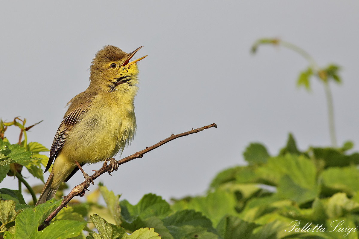 Canapino (Hippolais polyglotta)