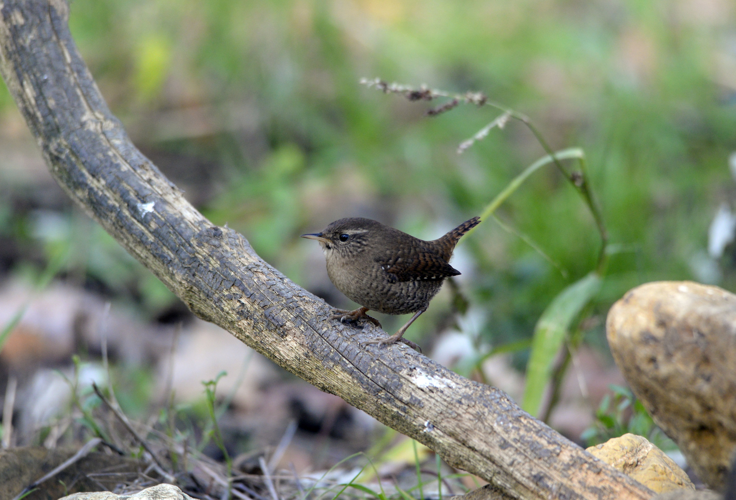 Wren