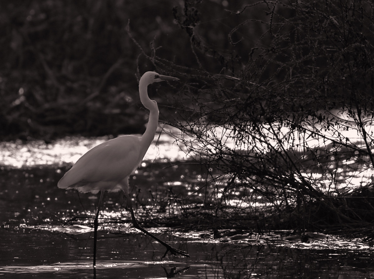 White heron. .