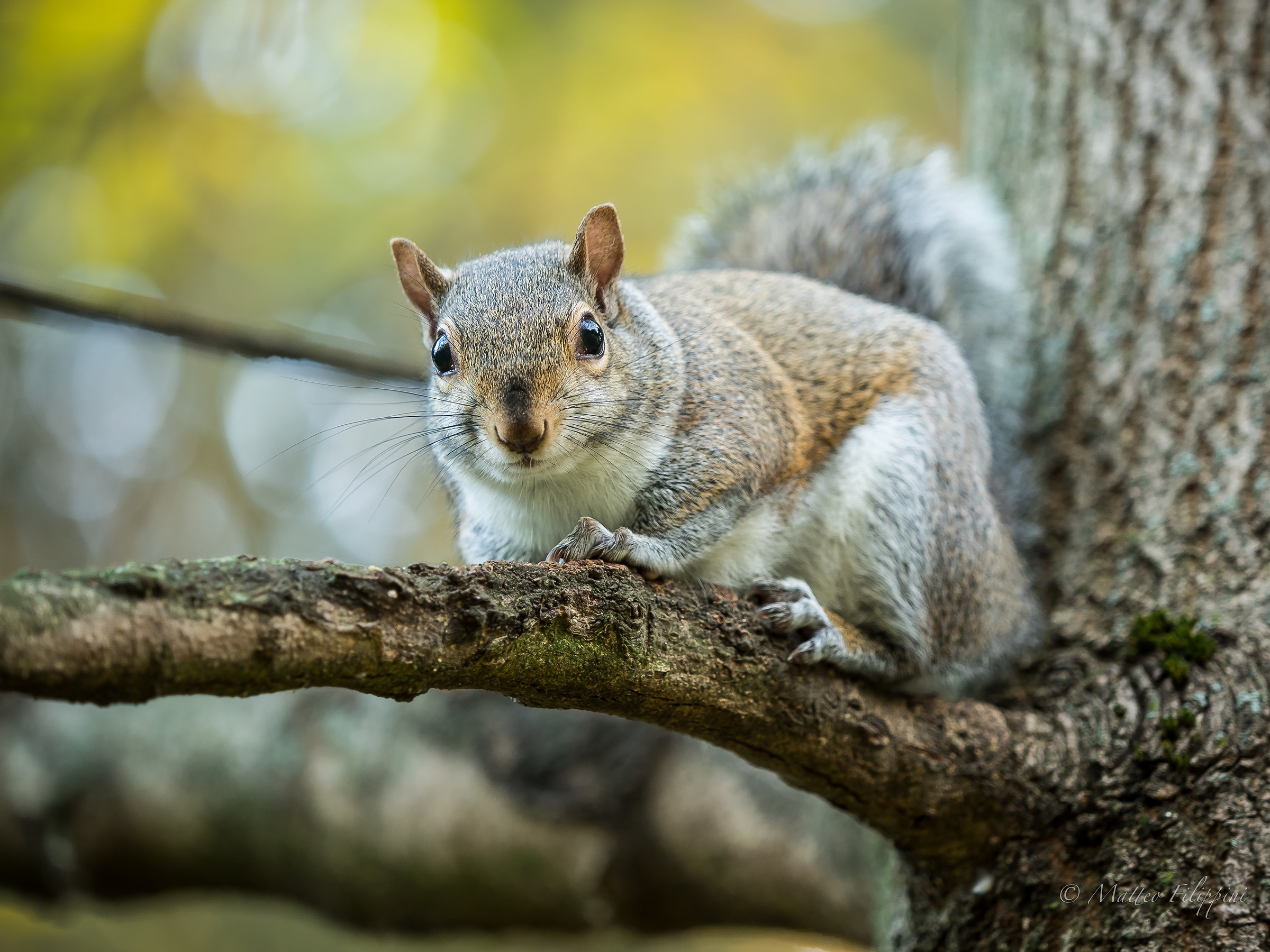Cos'è quel tubo nero che hai in mano?