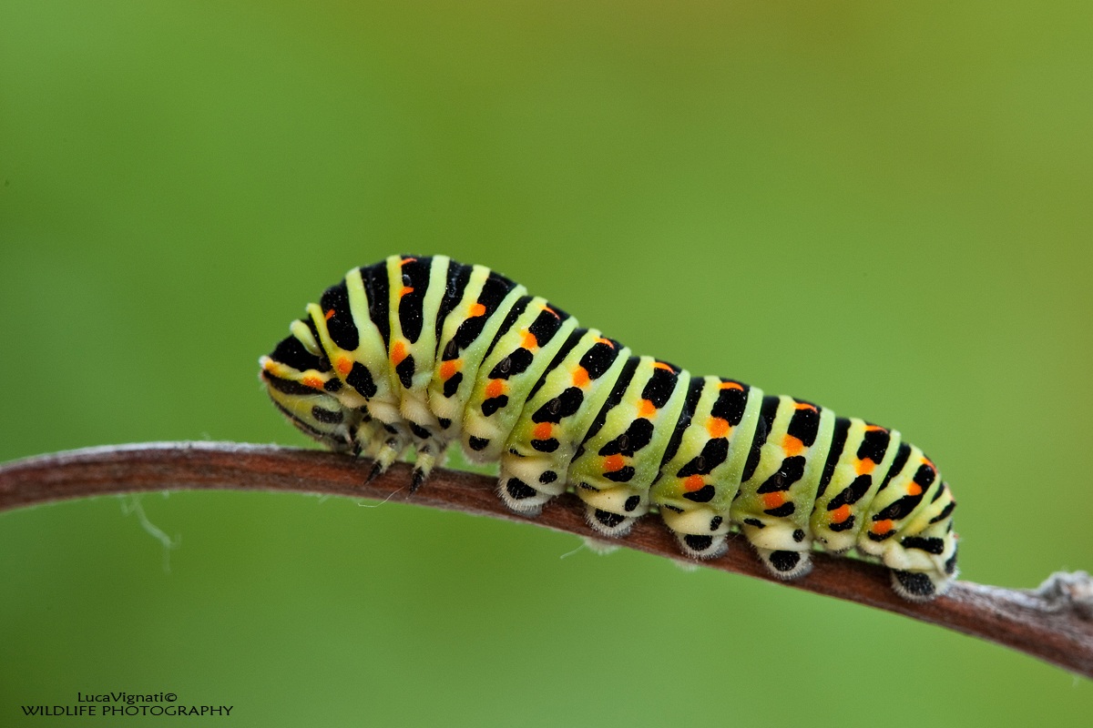 caterpillar Papilio Machaon