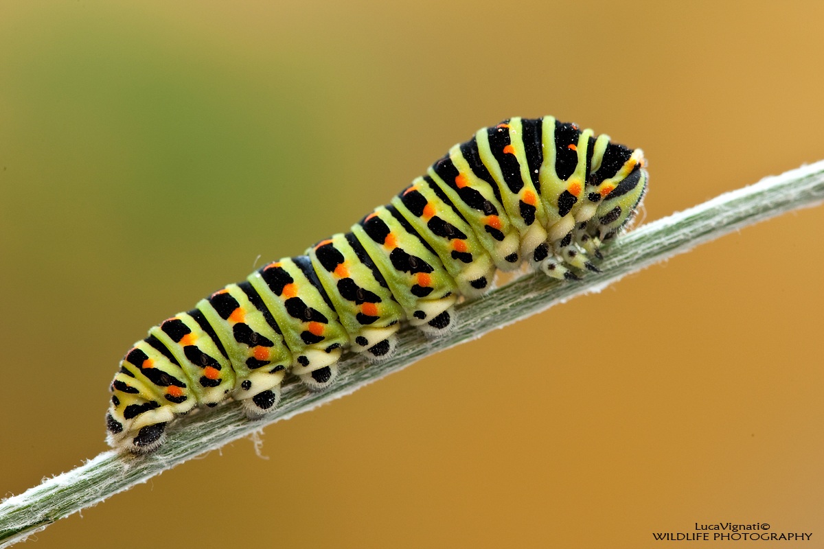 caterpillar Papilio Machaon