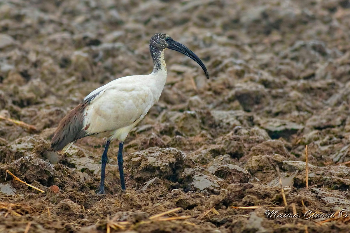 Ibis Sacro In Campo Arato