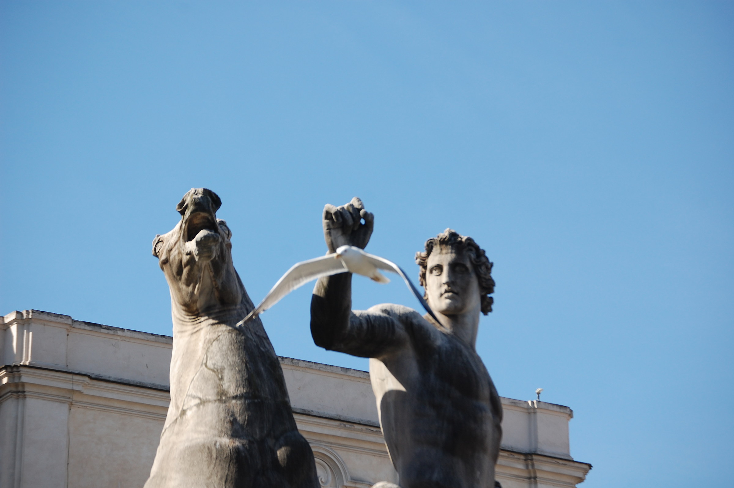 Gabbiani sulla Fontana dei Dioscuri a Roma