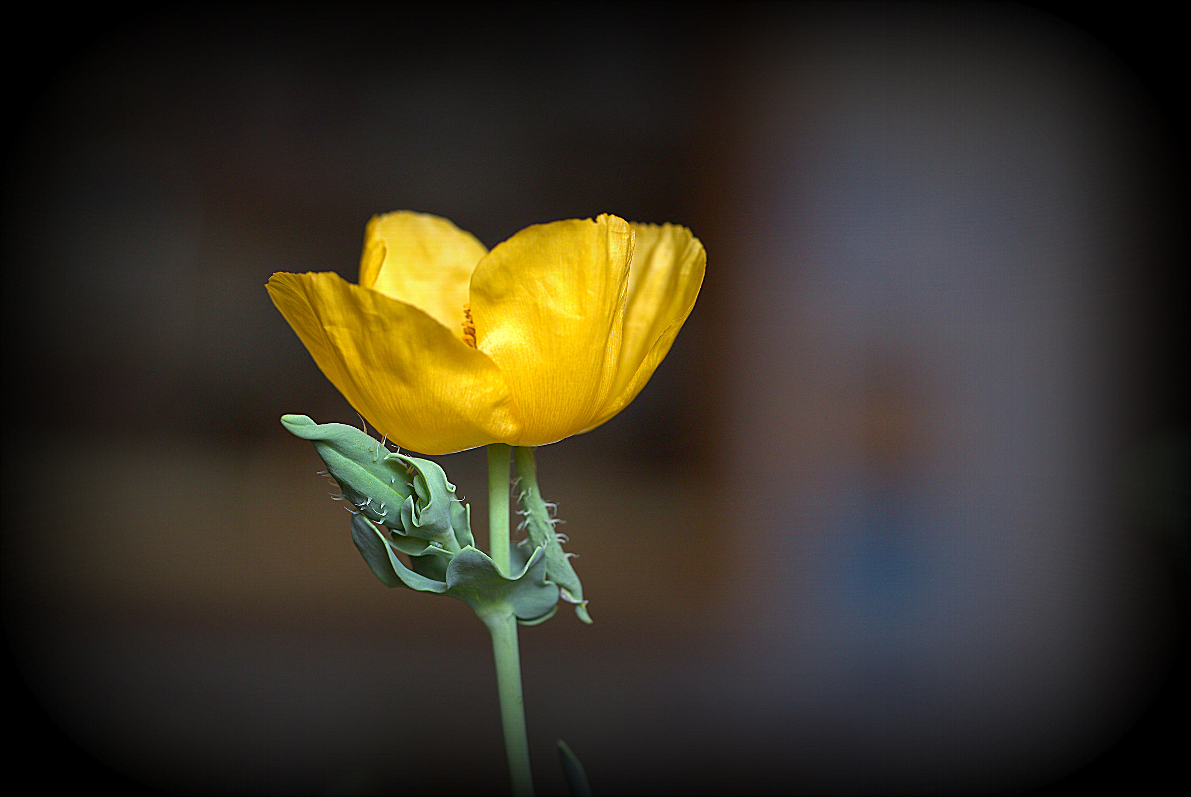 Glaucium flavum, Crantz 1763