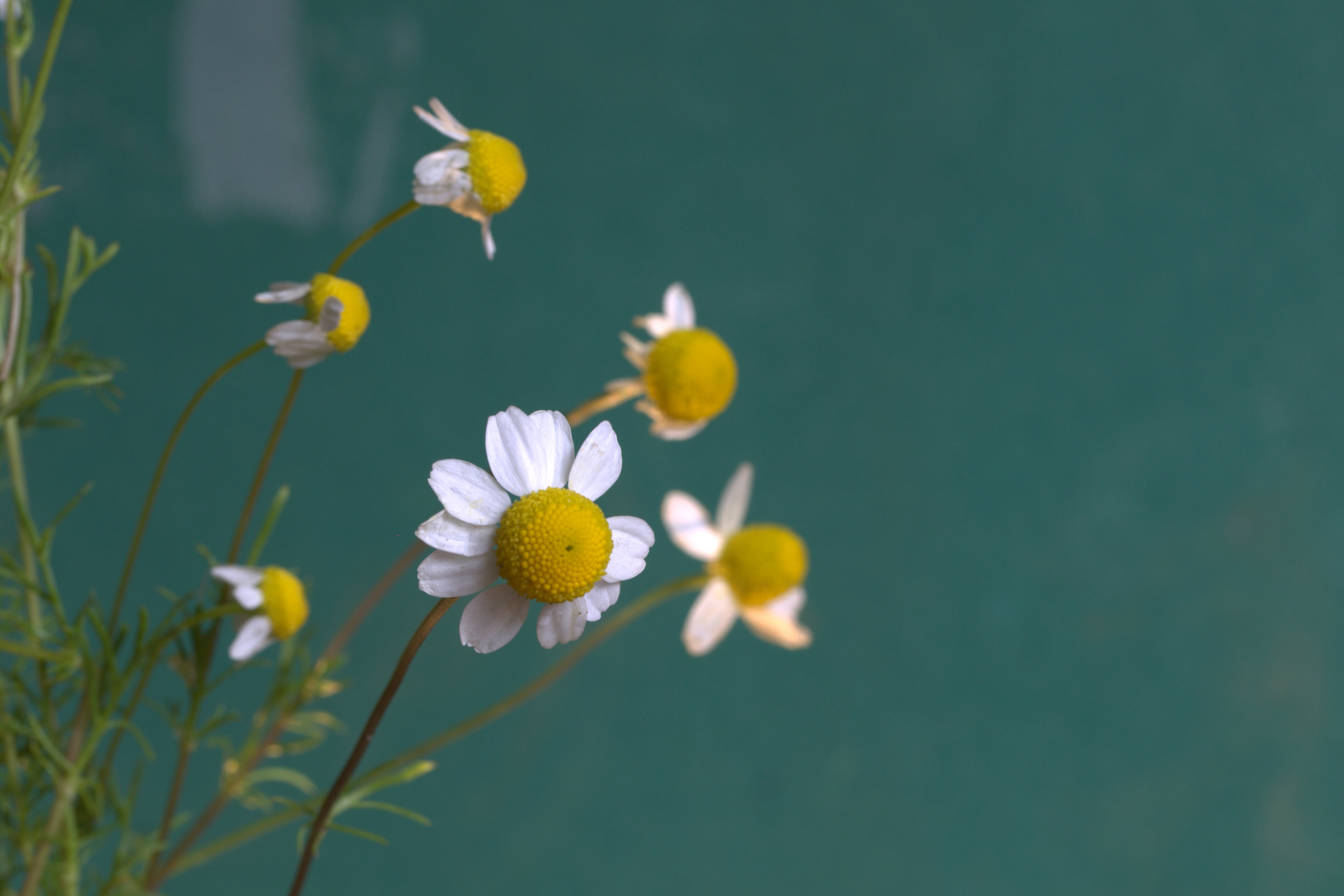 Matricaria chamomilla