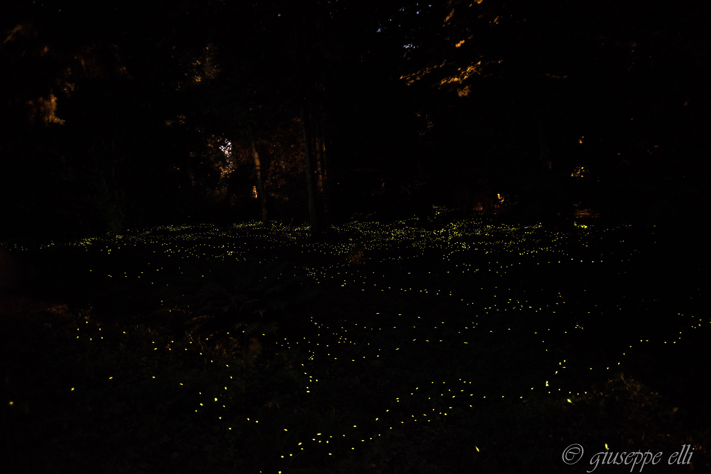 lucciole...