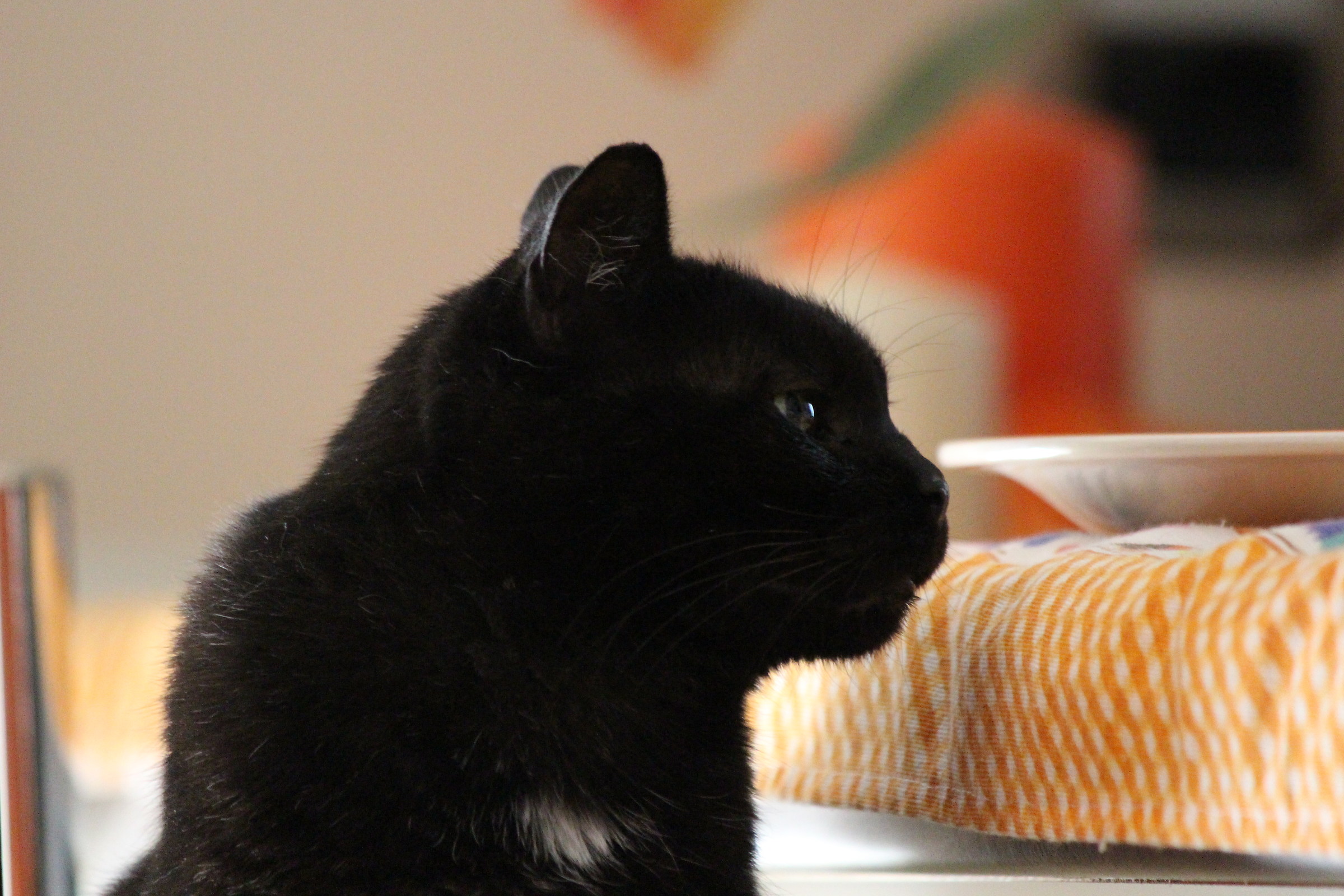 Lizzy!!! Ma quando si mangia???