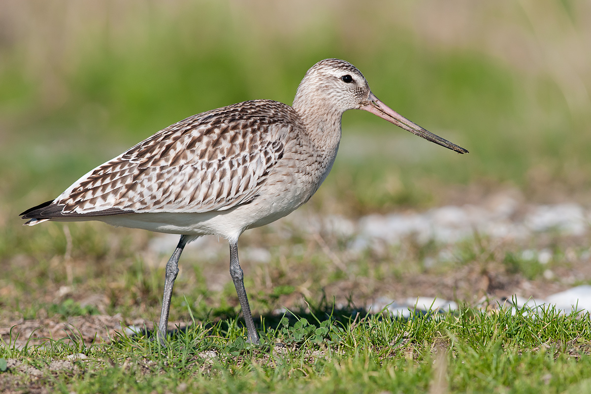 Bar-tailed Godwit