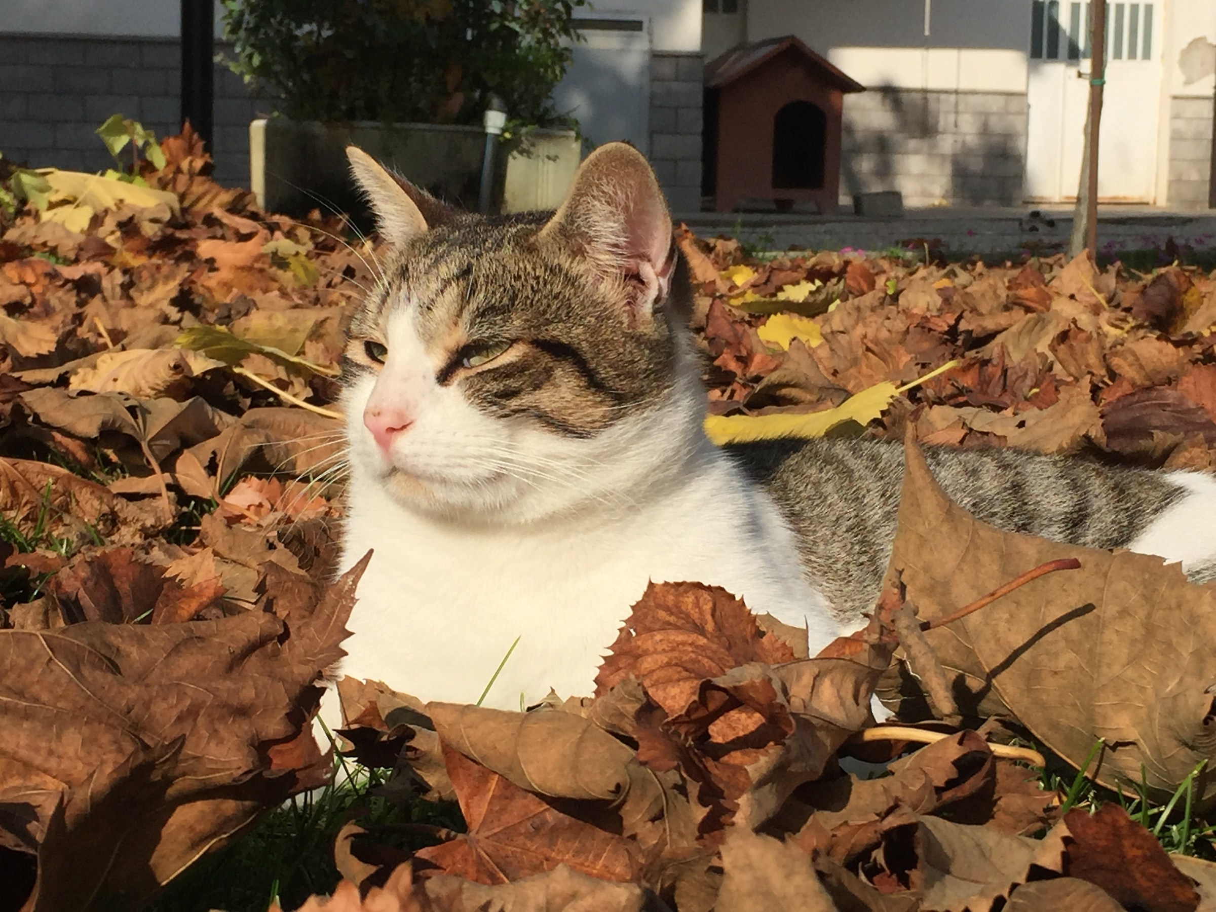 In un letto di foglie!!!