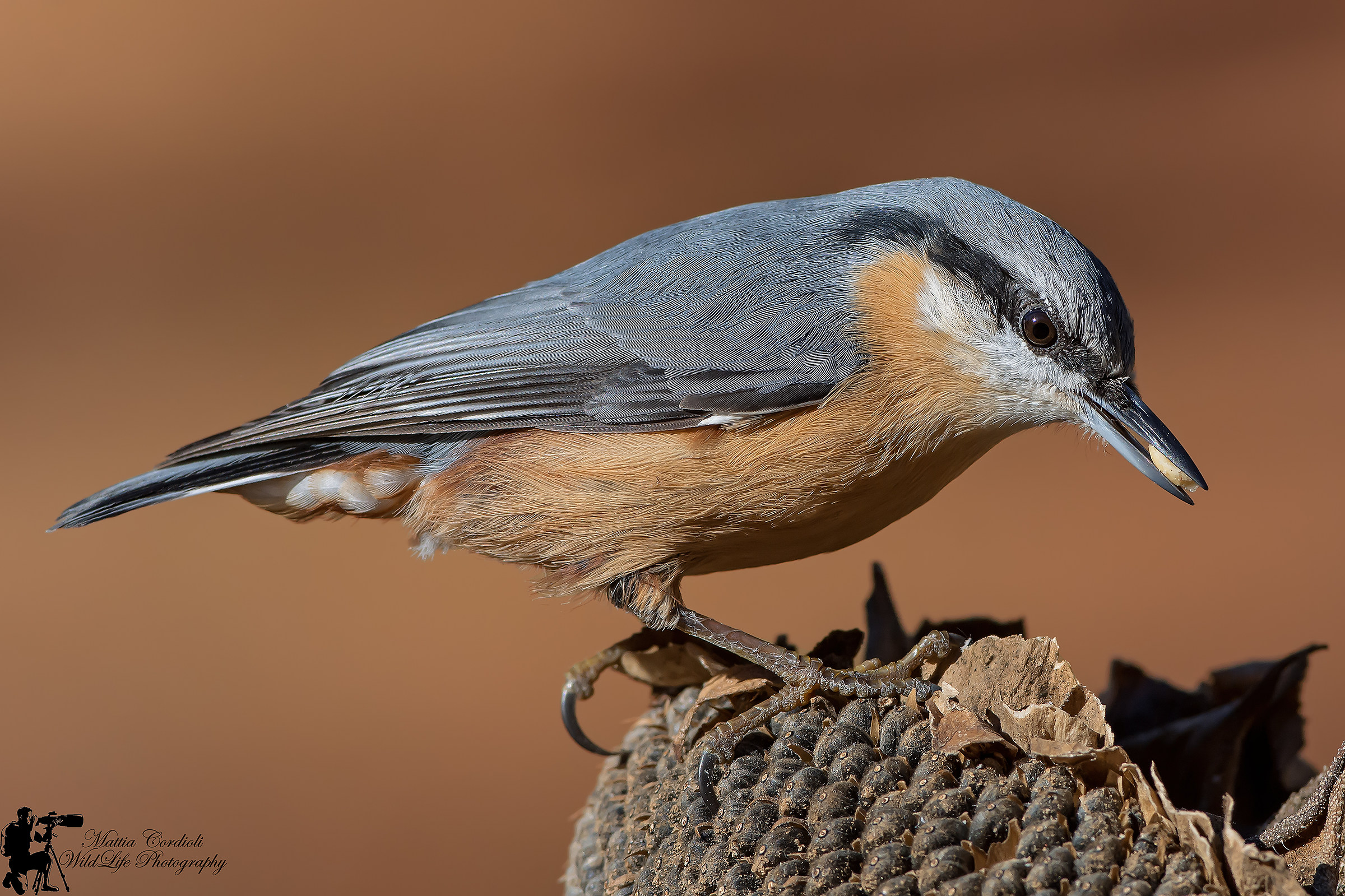 Nuthatch HD