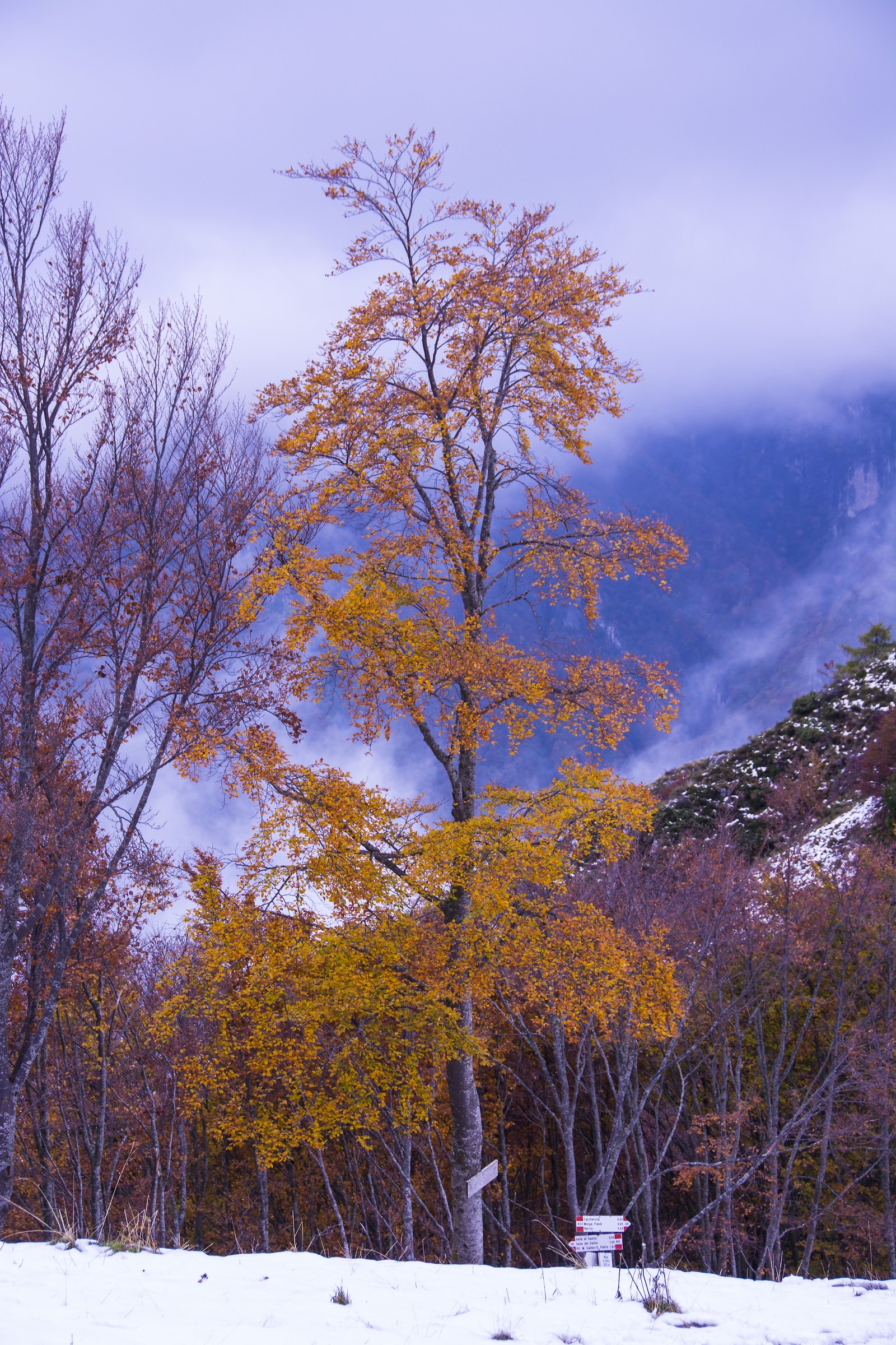 The birch in the right direction