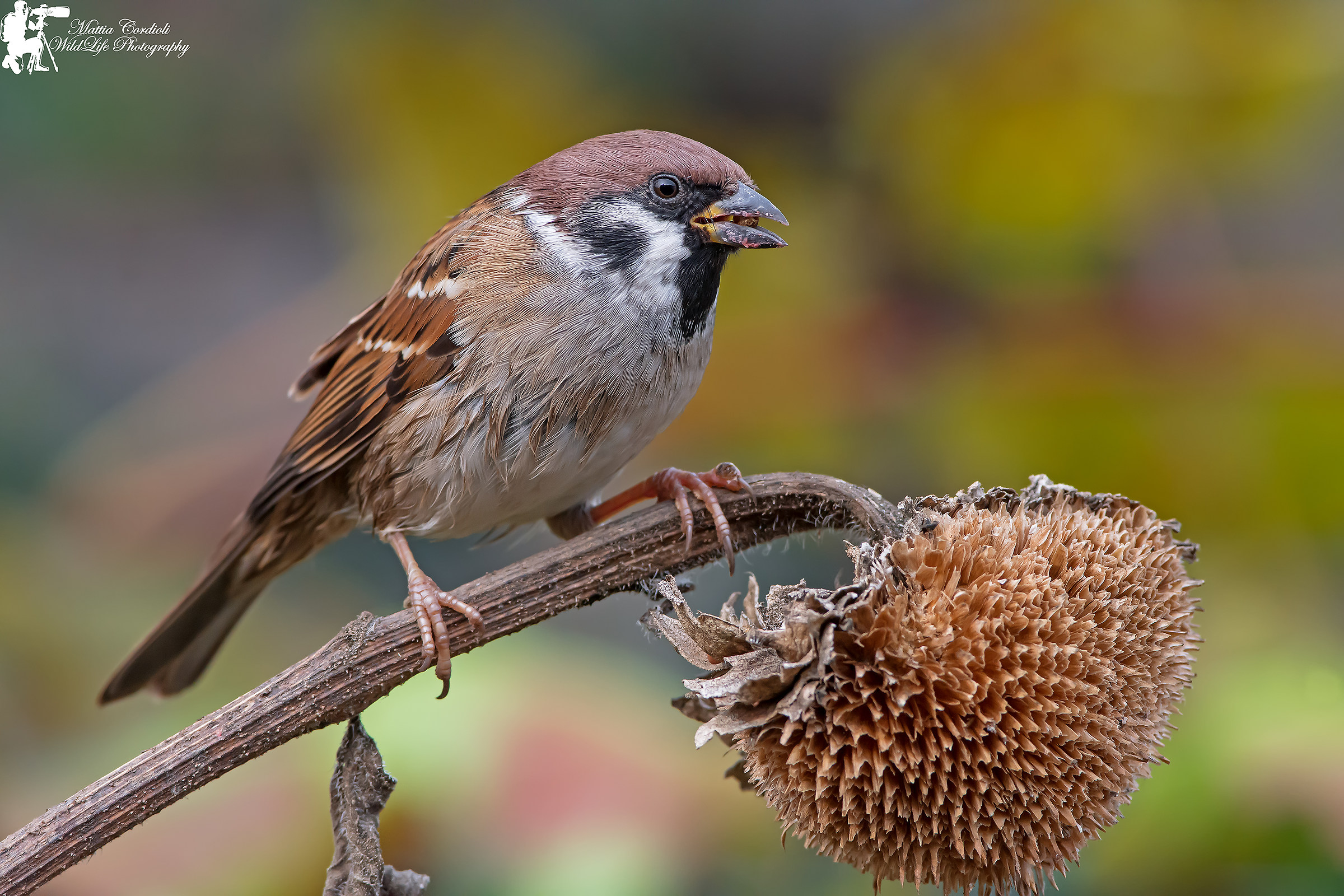Tree Sparrow on sunflower ...