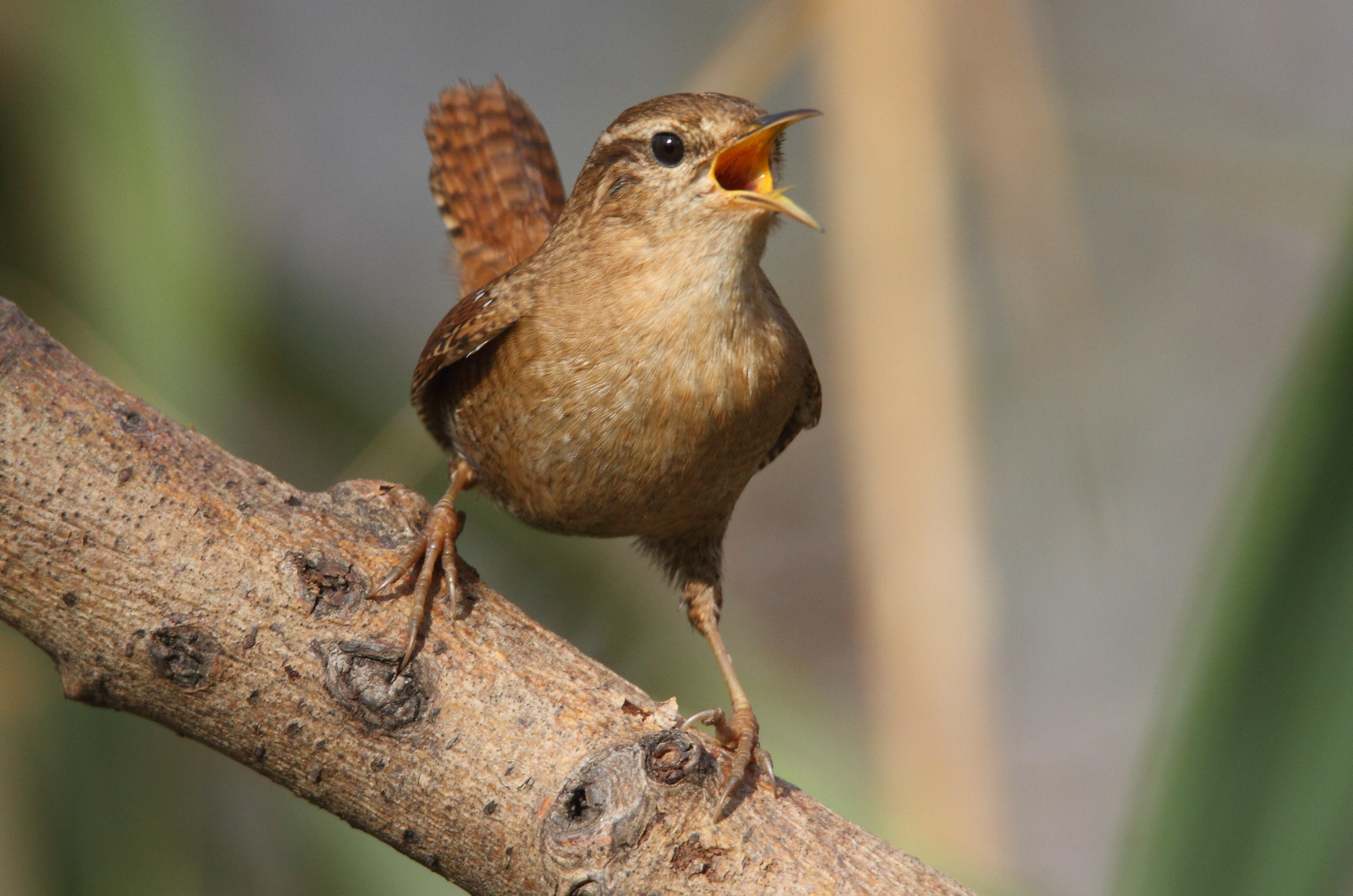 wren
