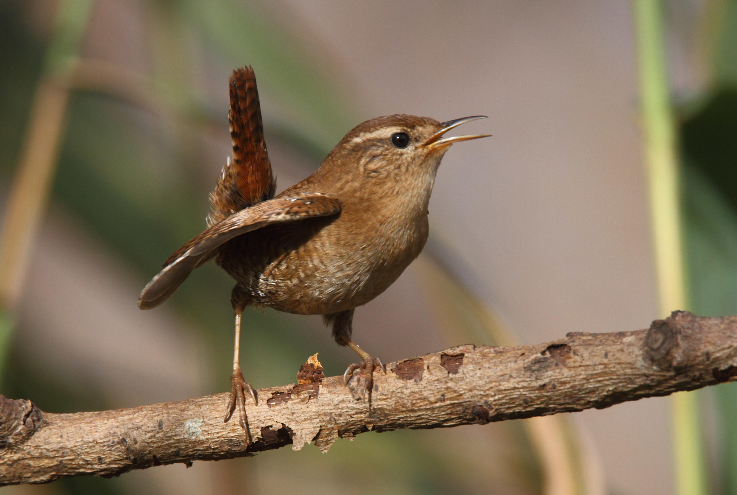wren