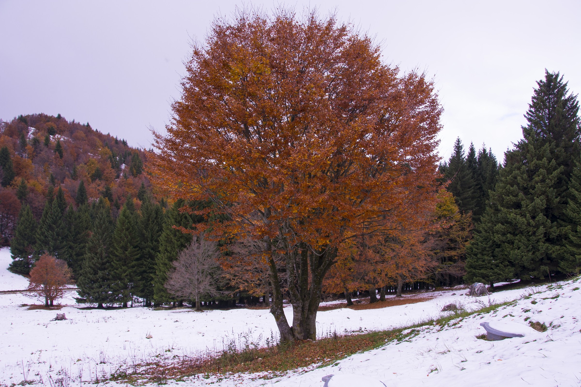 THE red white and green