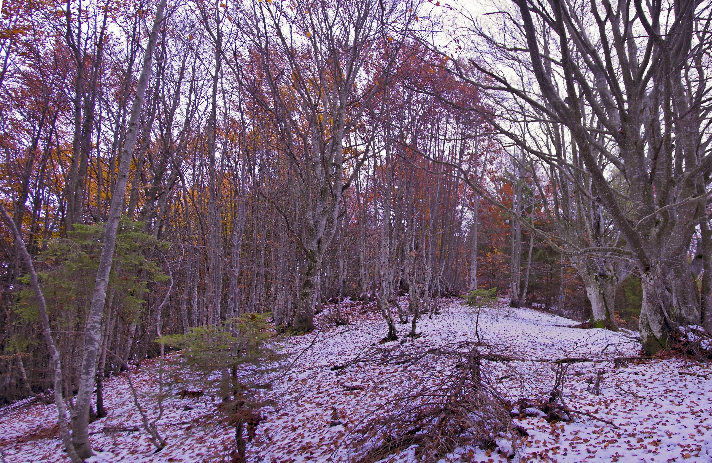 THE enchanted forest