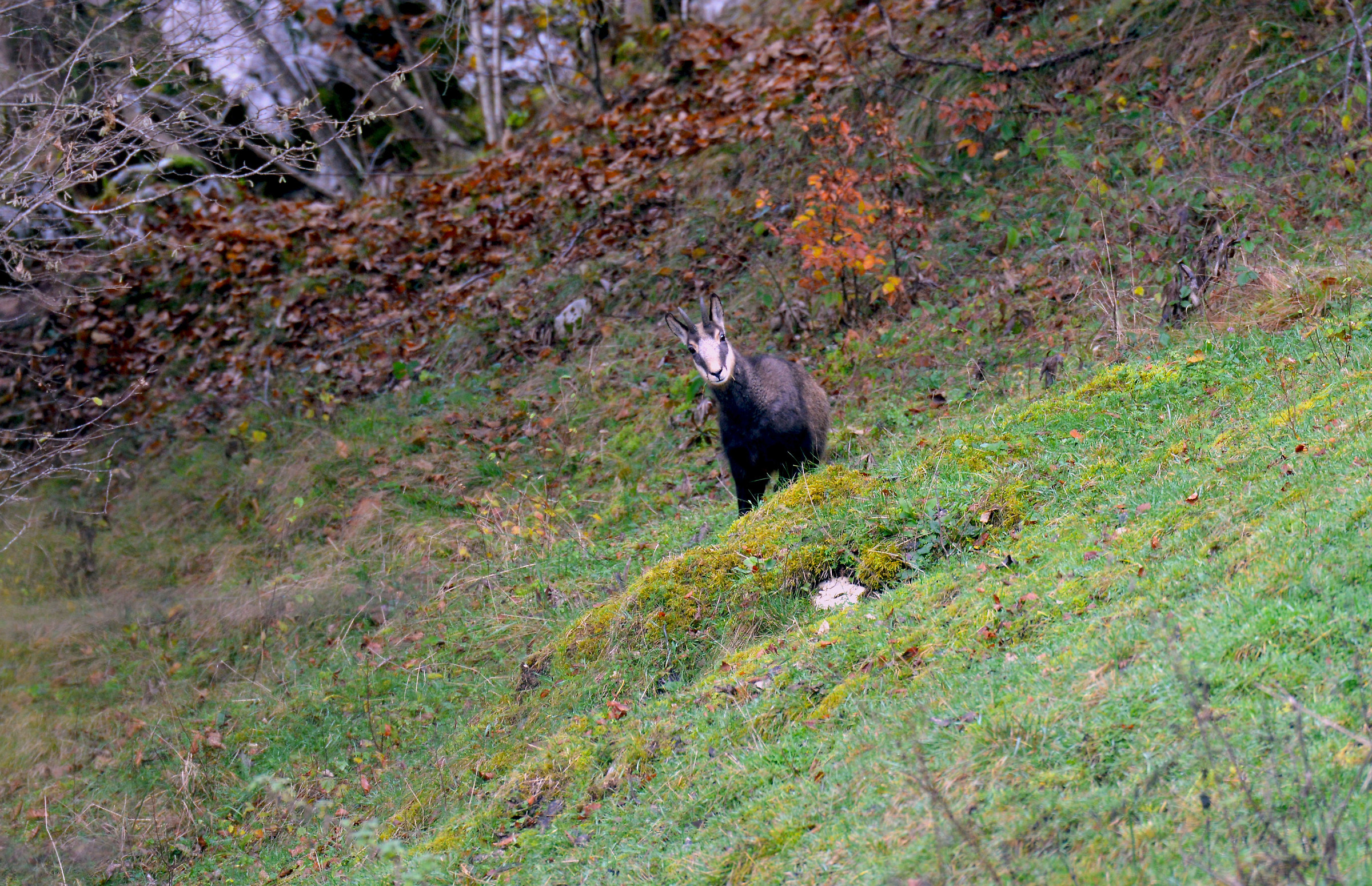 chamois