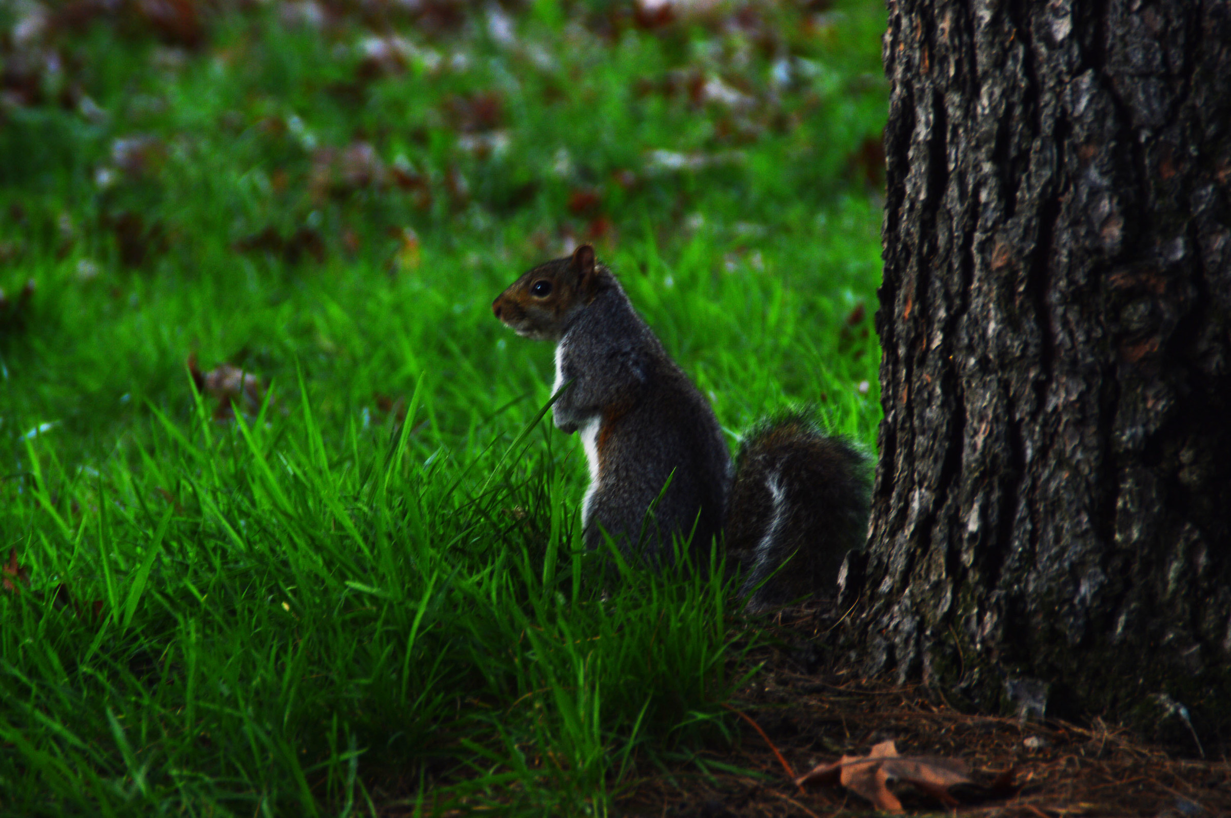 scoiattolo sull'attenti
