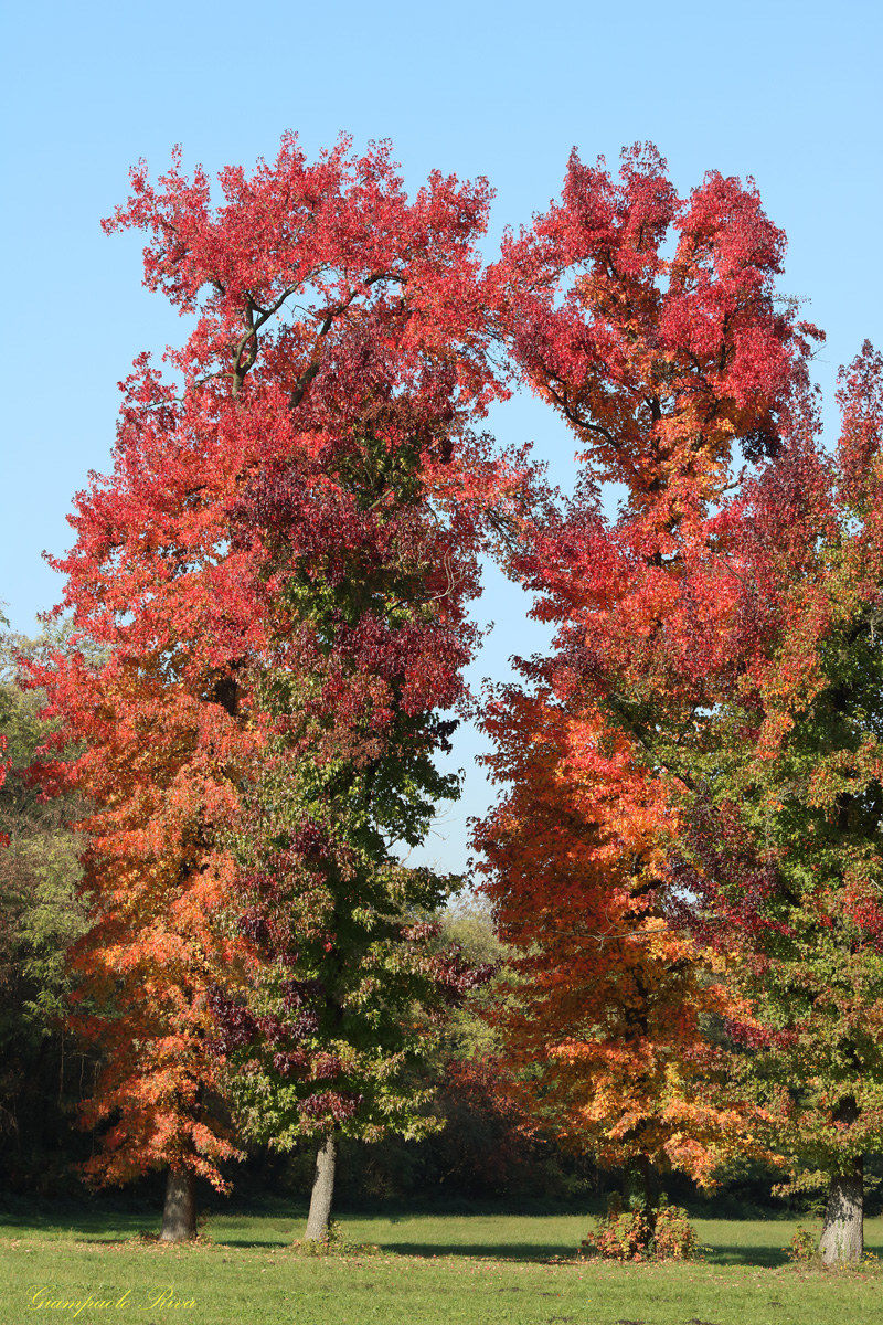 due liquidambar al parco di Monza