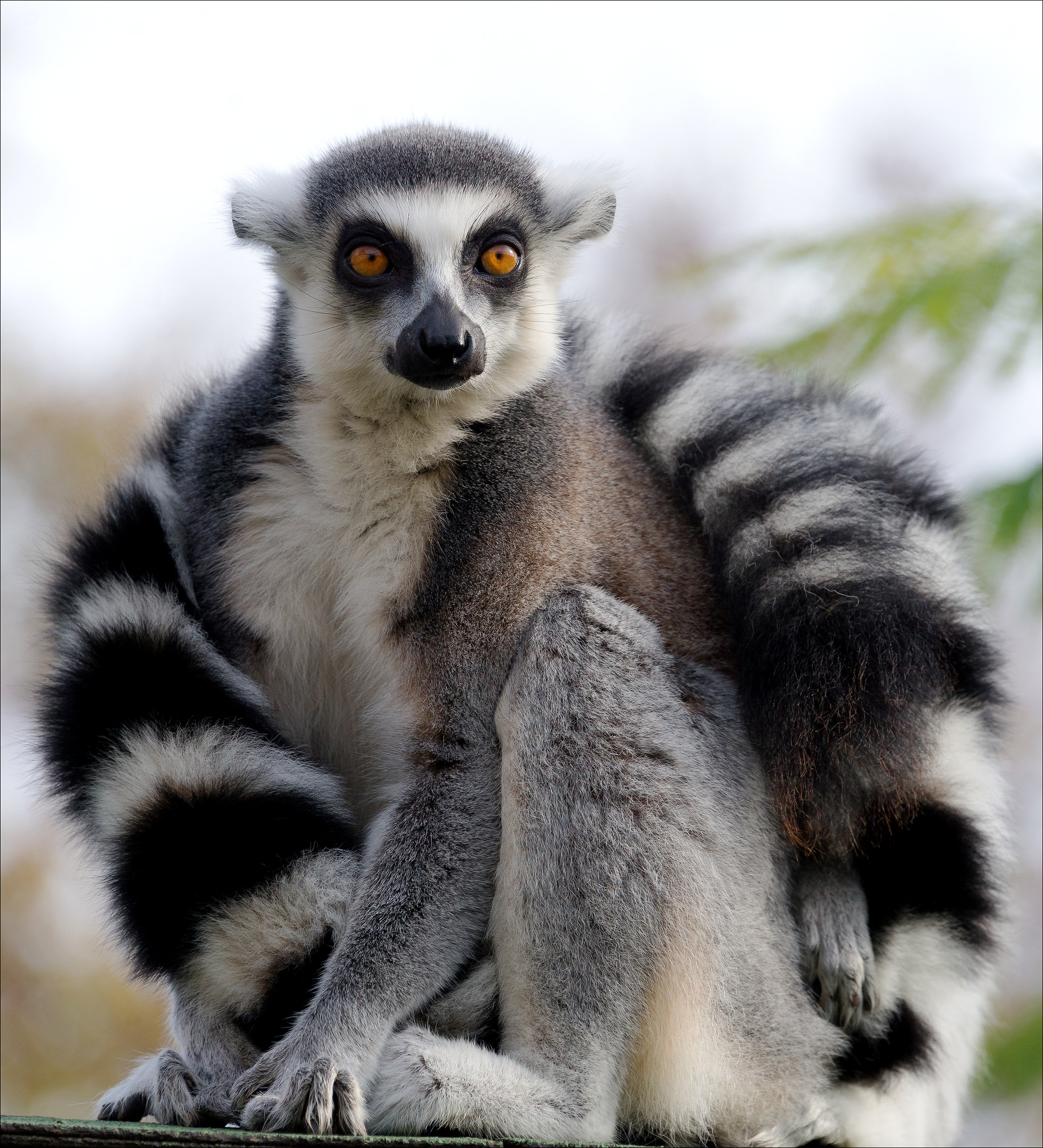 Zoo Safari Pombia (no) # 2