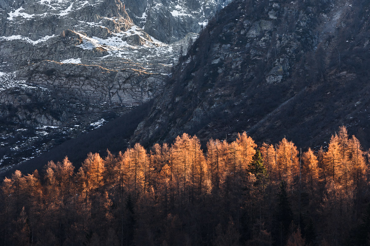 Crown larch fiery Upper Valley Brembana ...