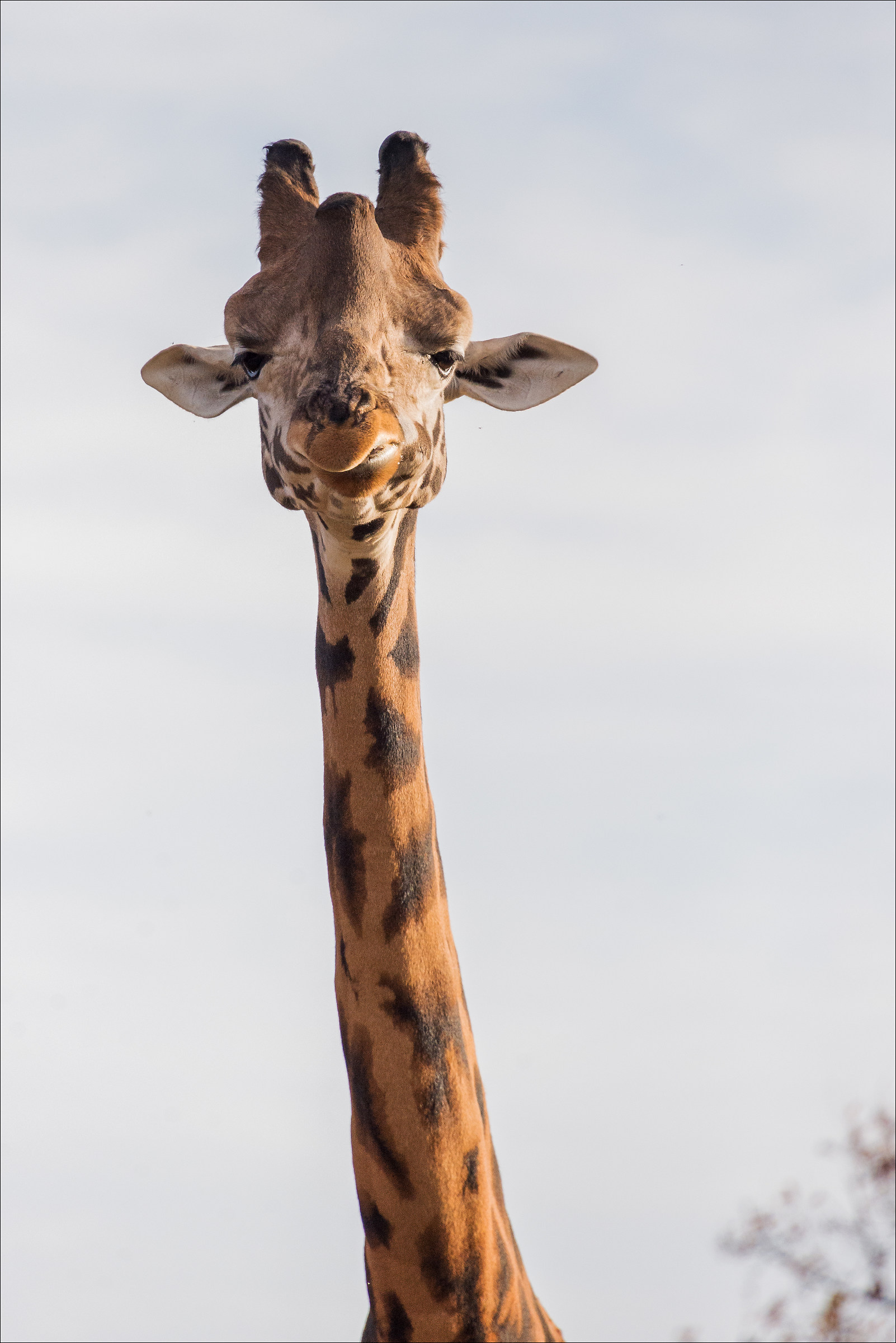 Zoo Safari Pombia (no) # 3