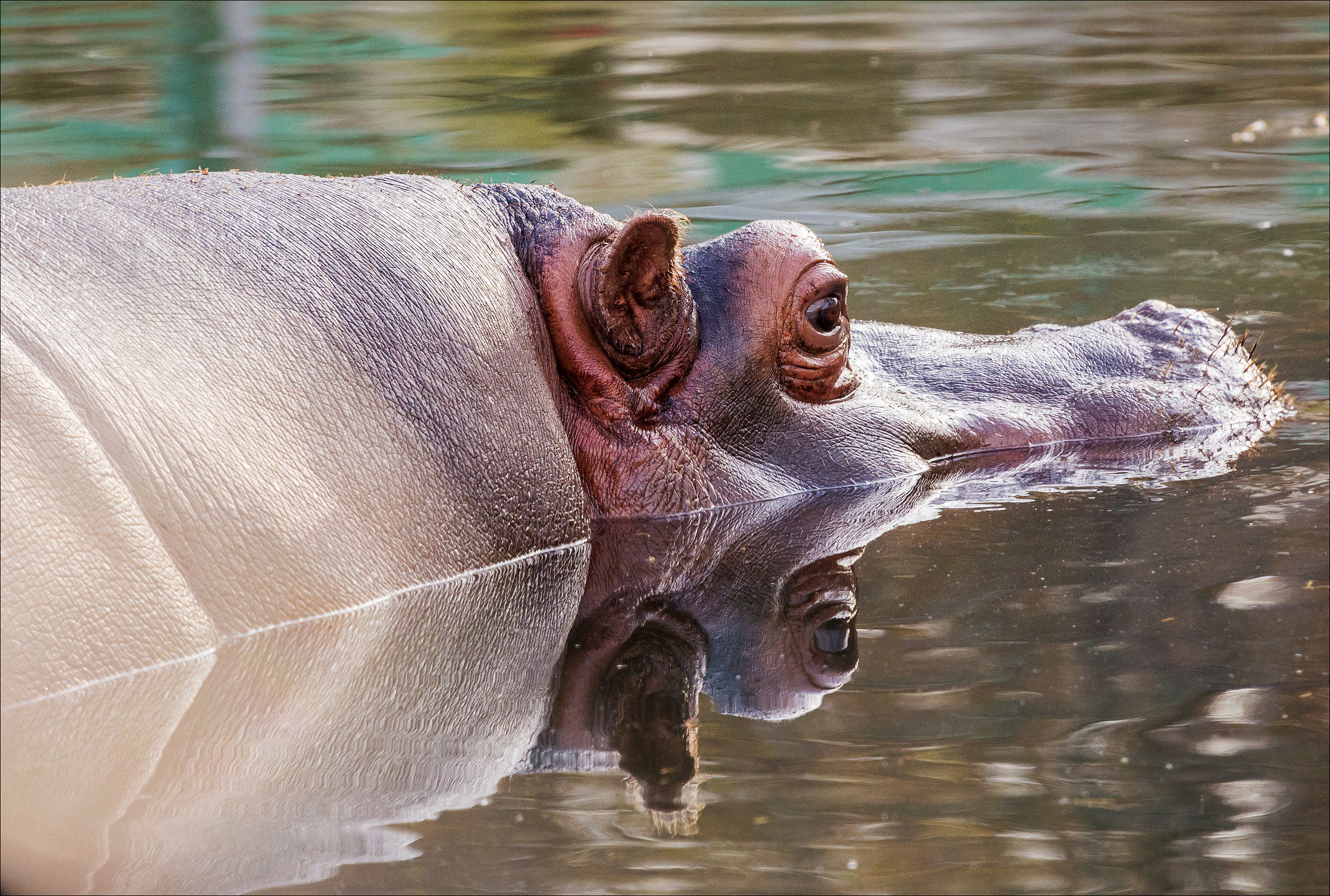 Zoo Safari Pombia (no) # 4