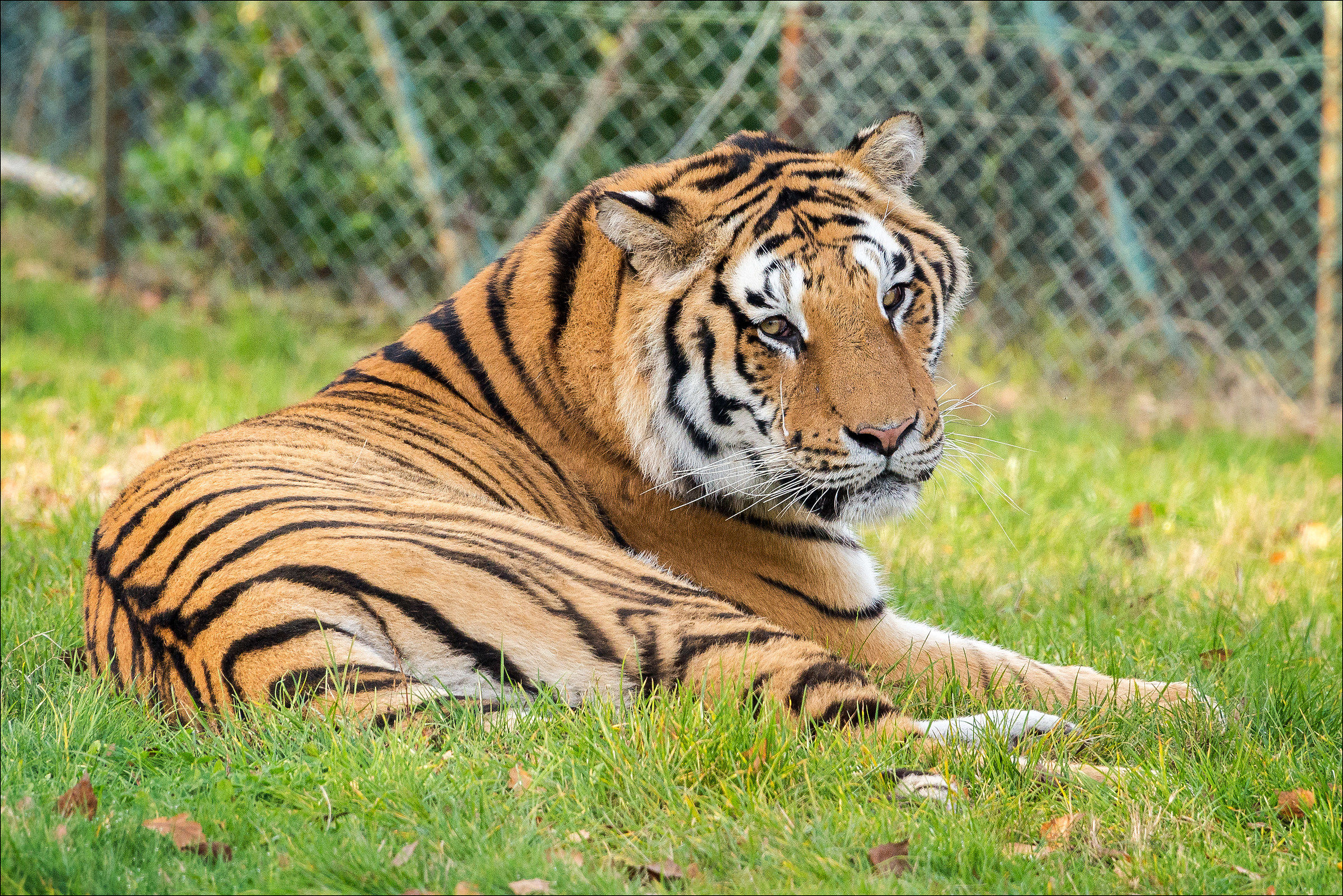 Zoo Safari Pombia (no) # 6