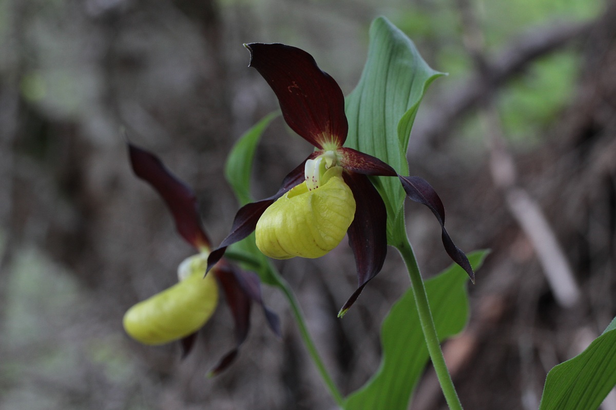 Cypripedium calceolus - Two twin