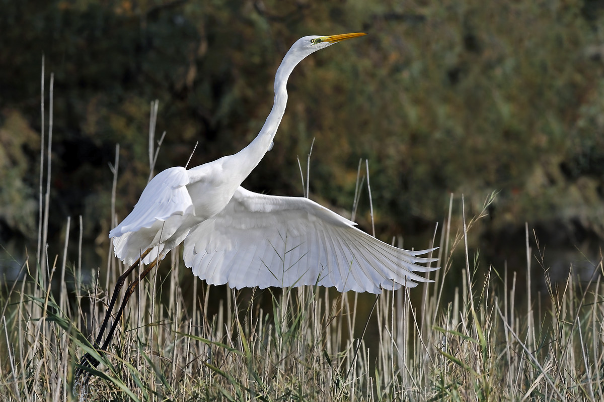 Great Egret