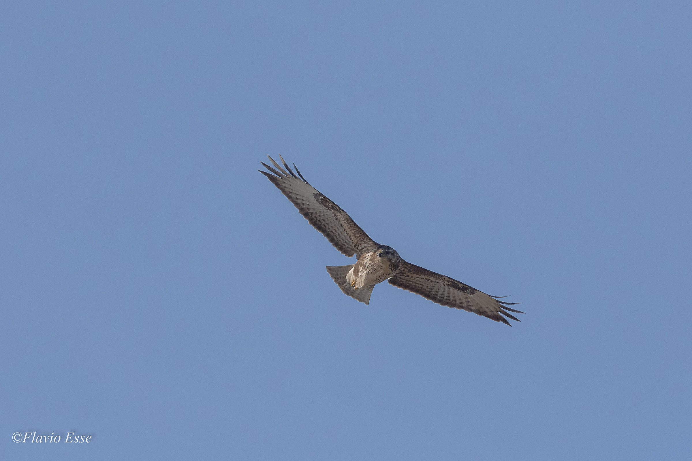 Poiana in perlustrazione