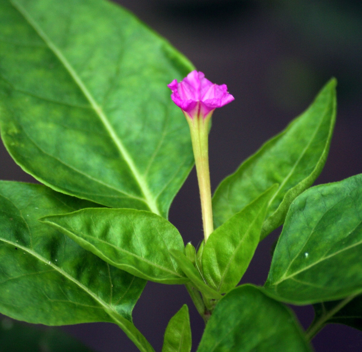 a small and delicate flower Mirabilis Jalapa