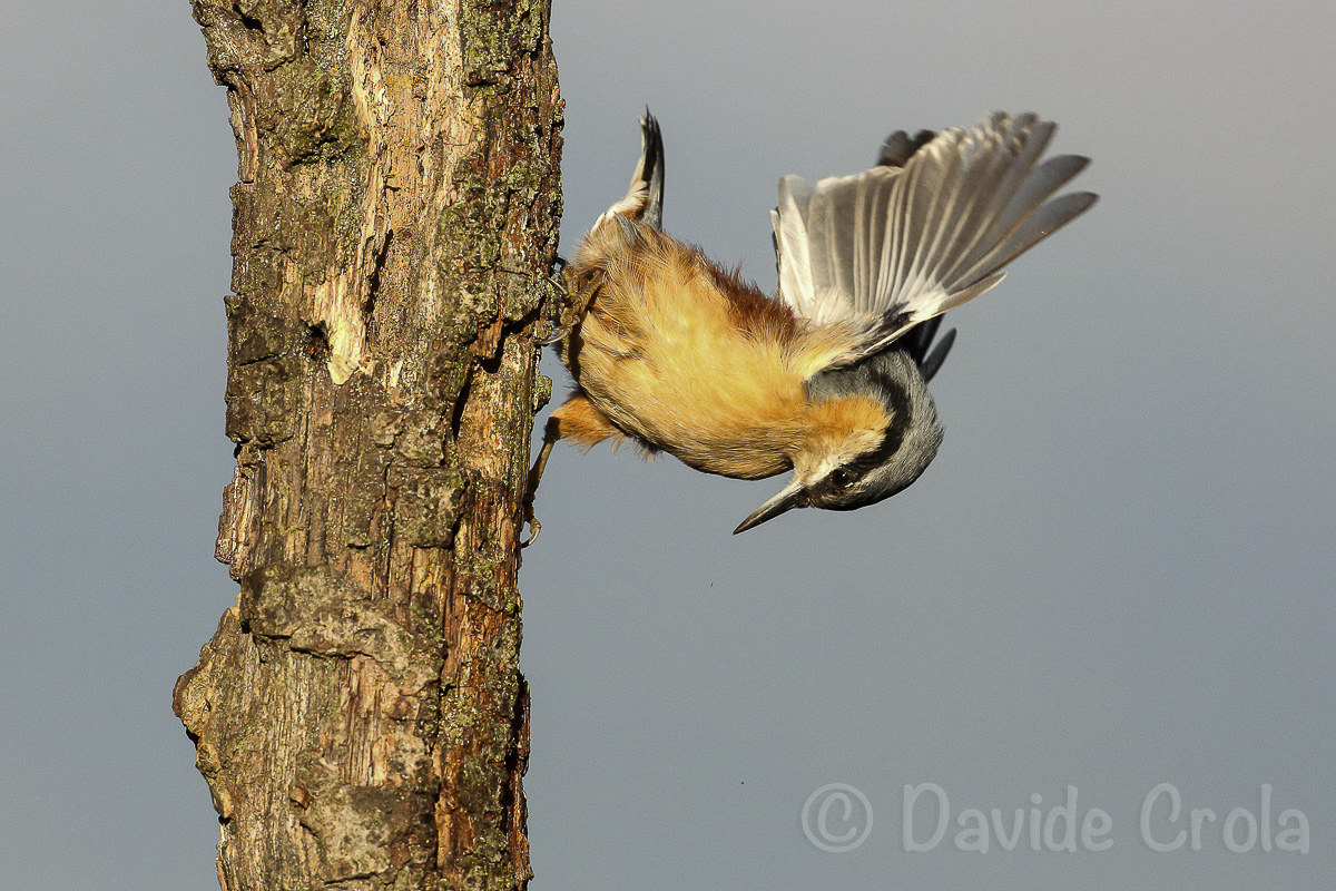 Nuthatch ...