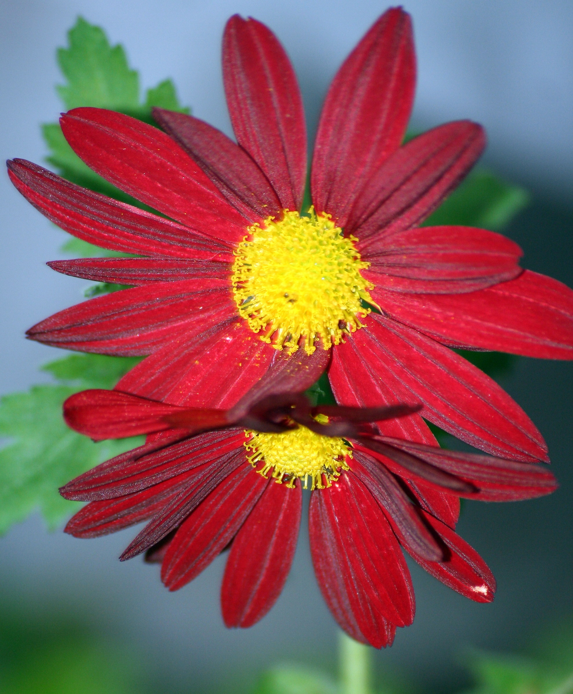 Chrysanthemum