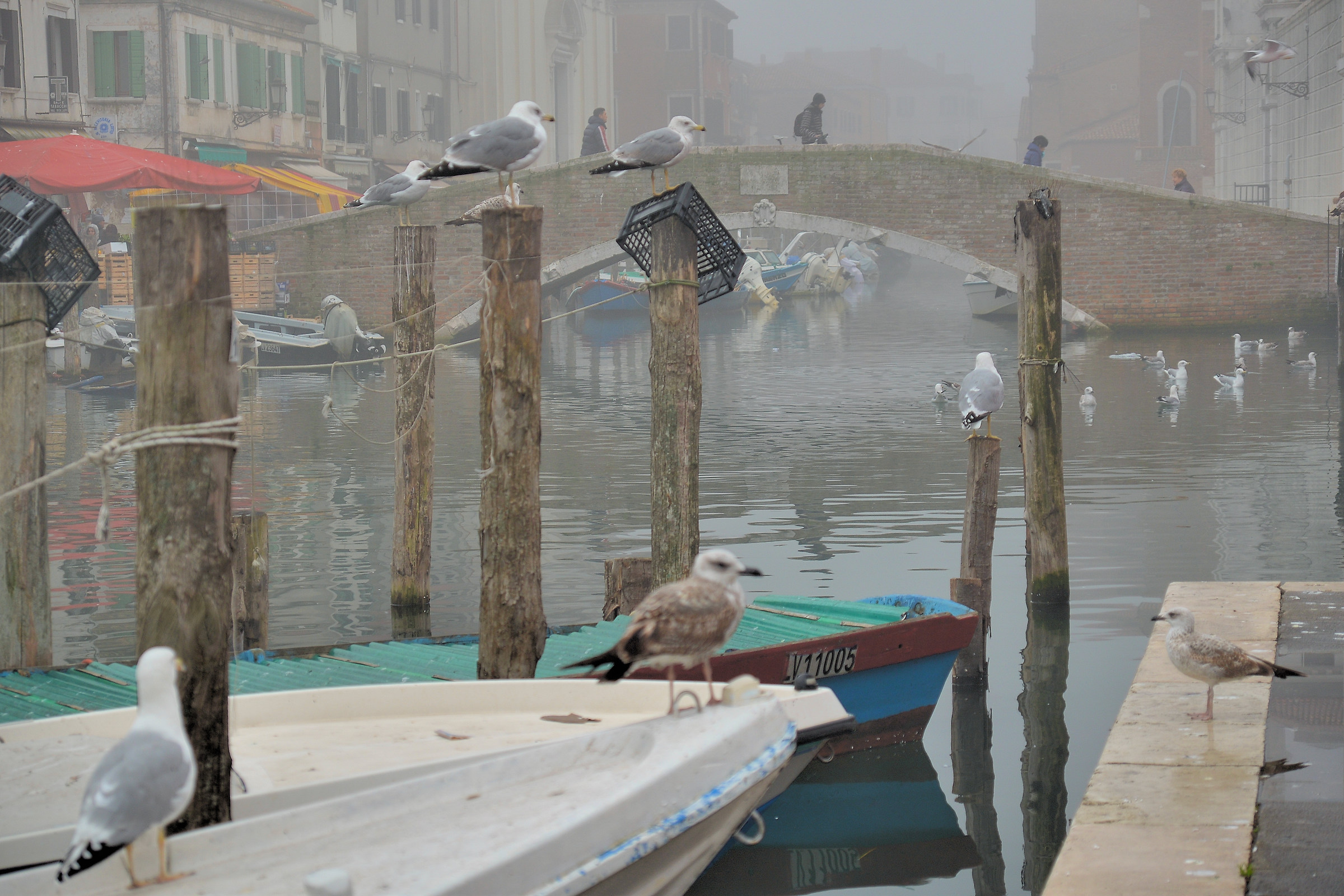 Chioggia nebbiosa