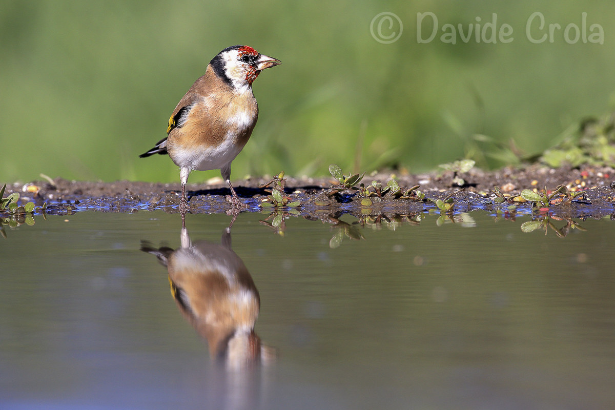 Goldfinch