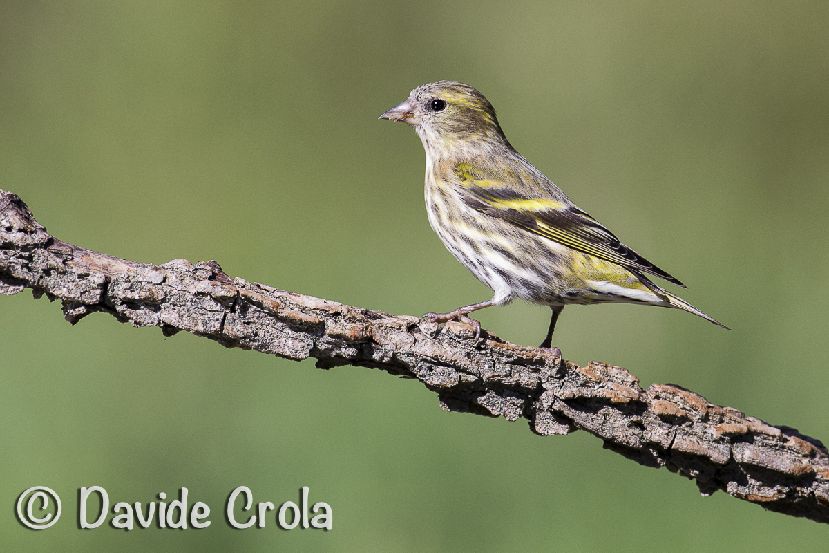 Siskin