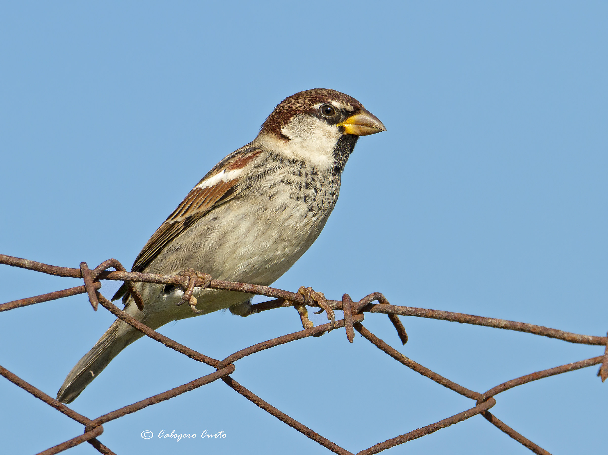 Sparrow