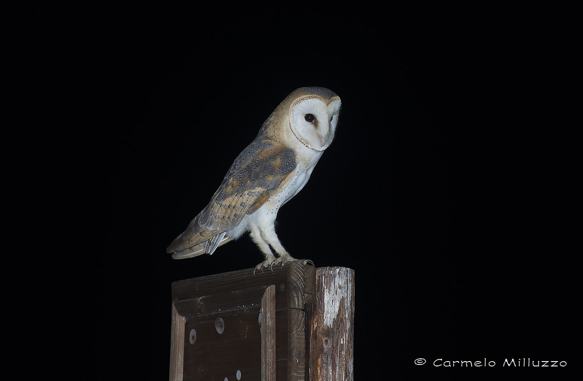 Tyto alba _Barbagianni_