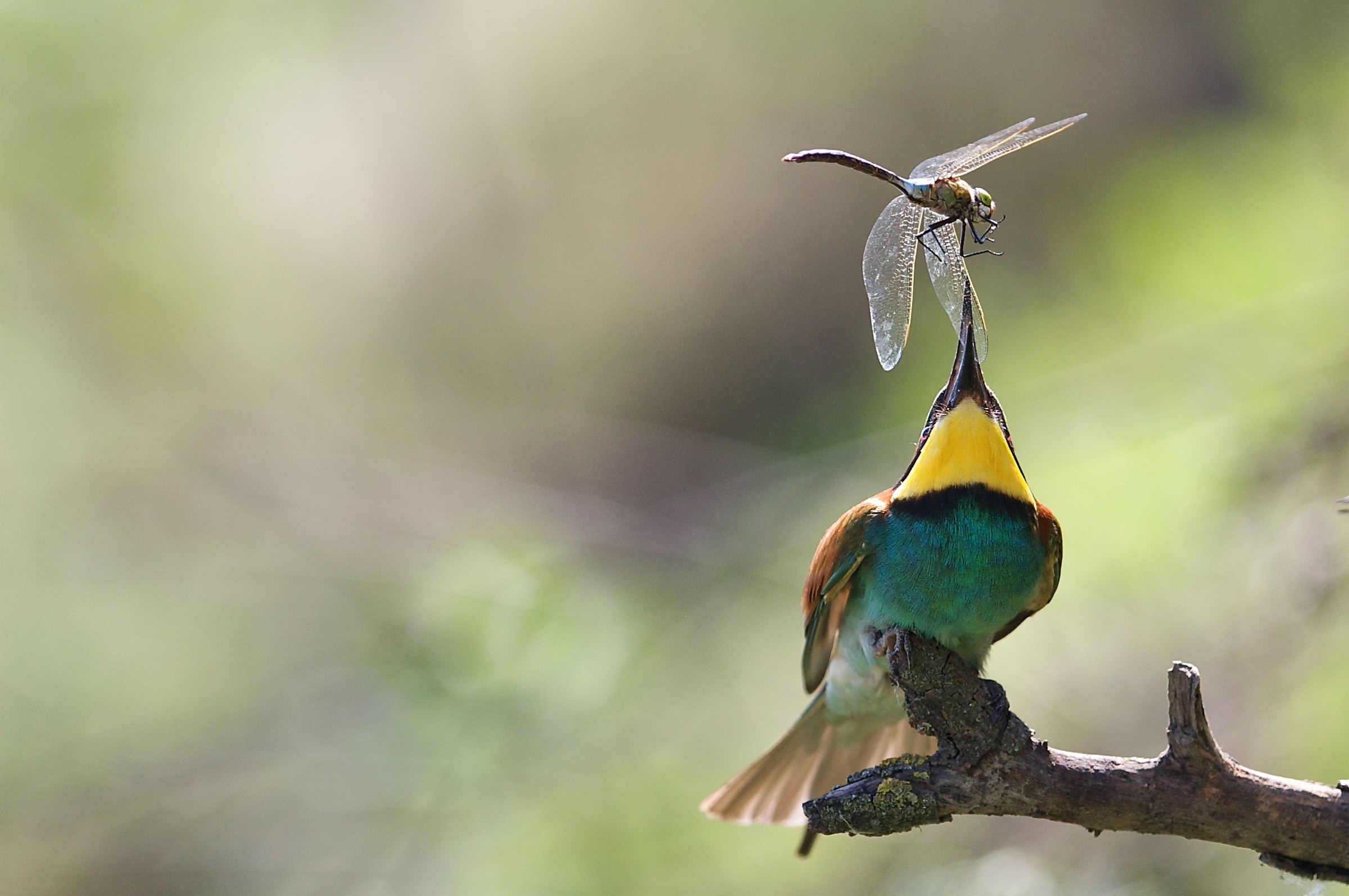 Greetings .... honor the prey