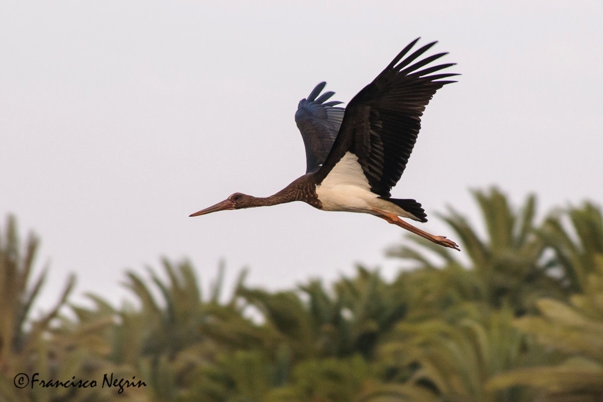 Juvenile black stork