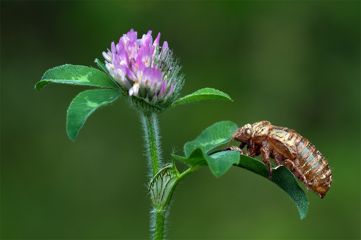 Cicada Esoscheletro