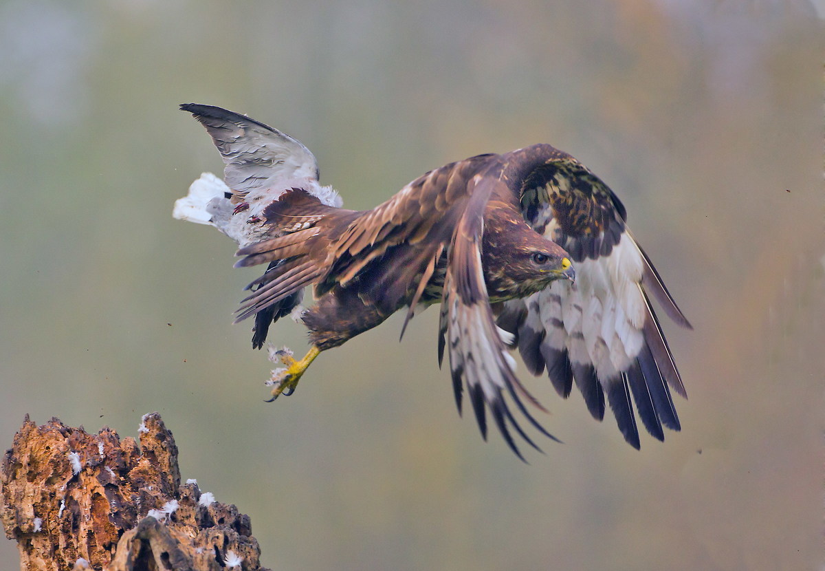 He arrived with prey ... after a while off again