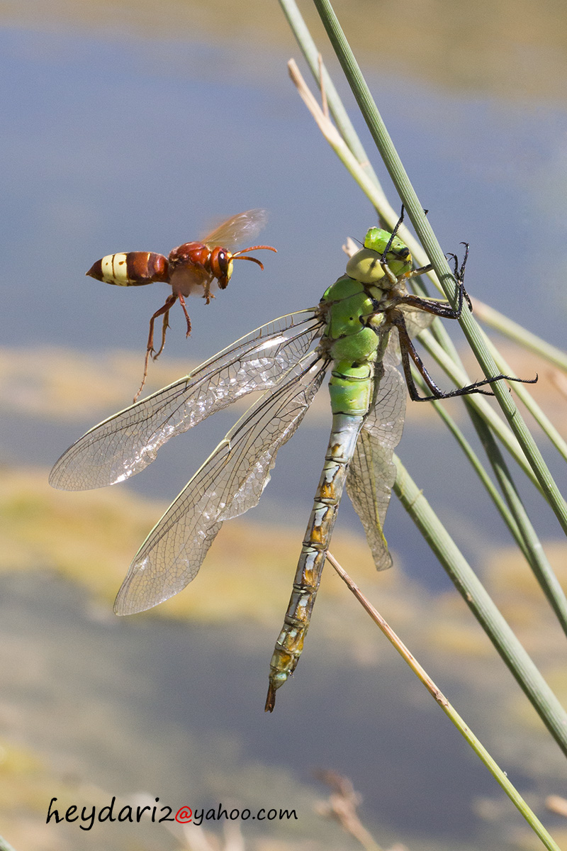 Dragonfly & Vespe Orientalis