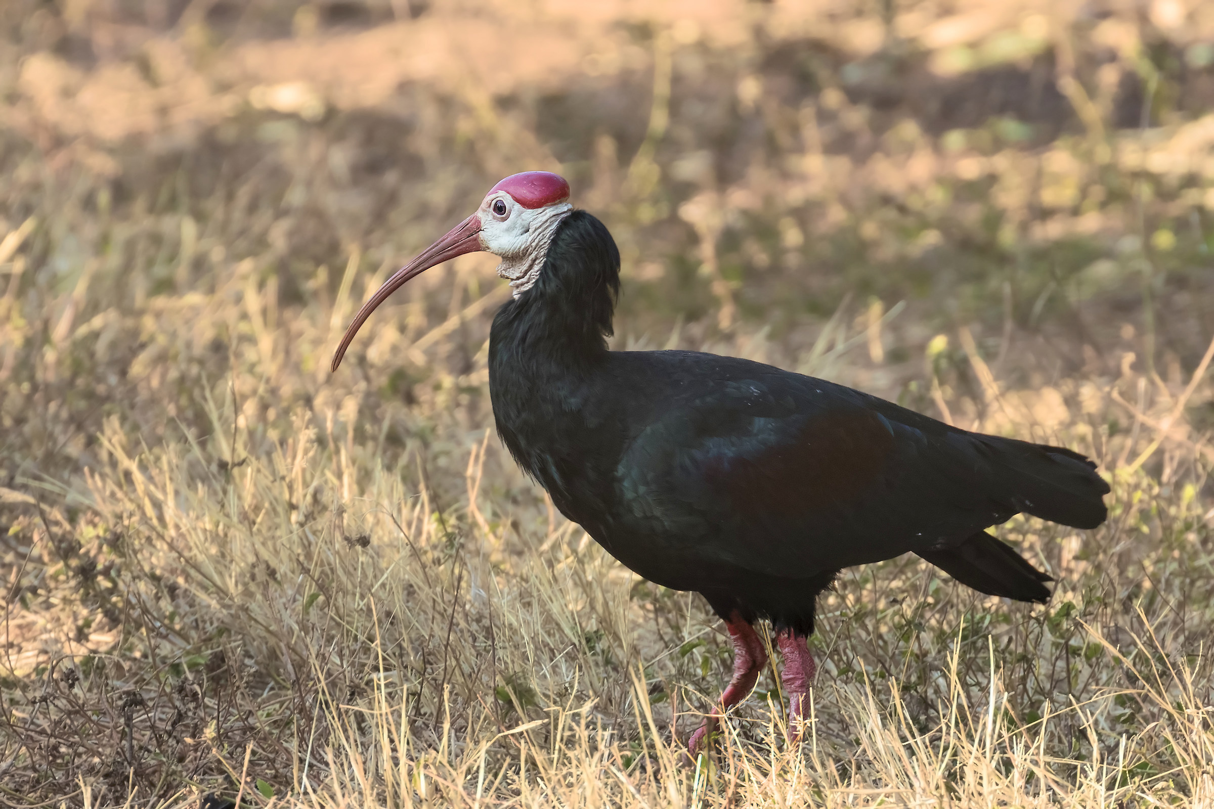 Bald Ibis