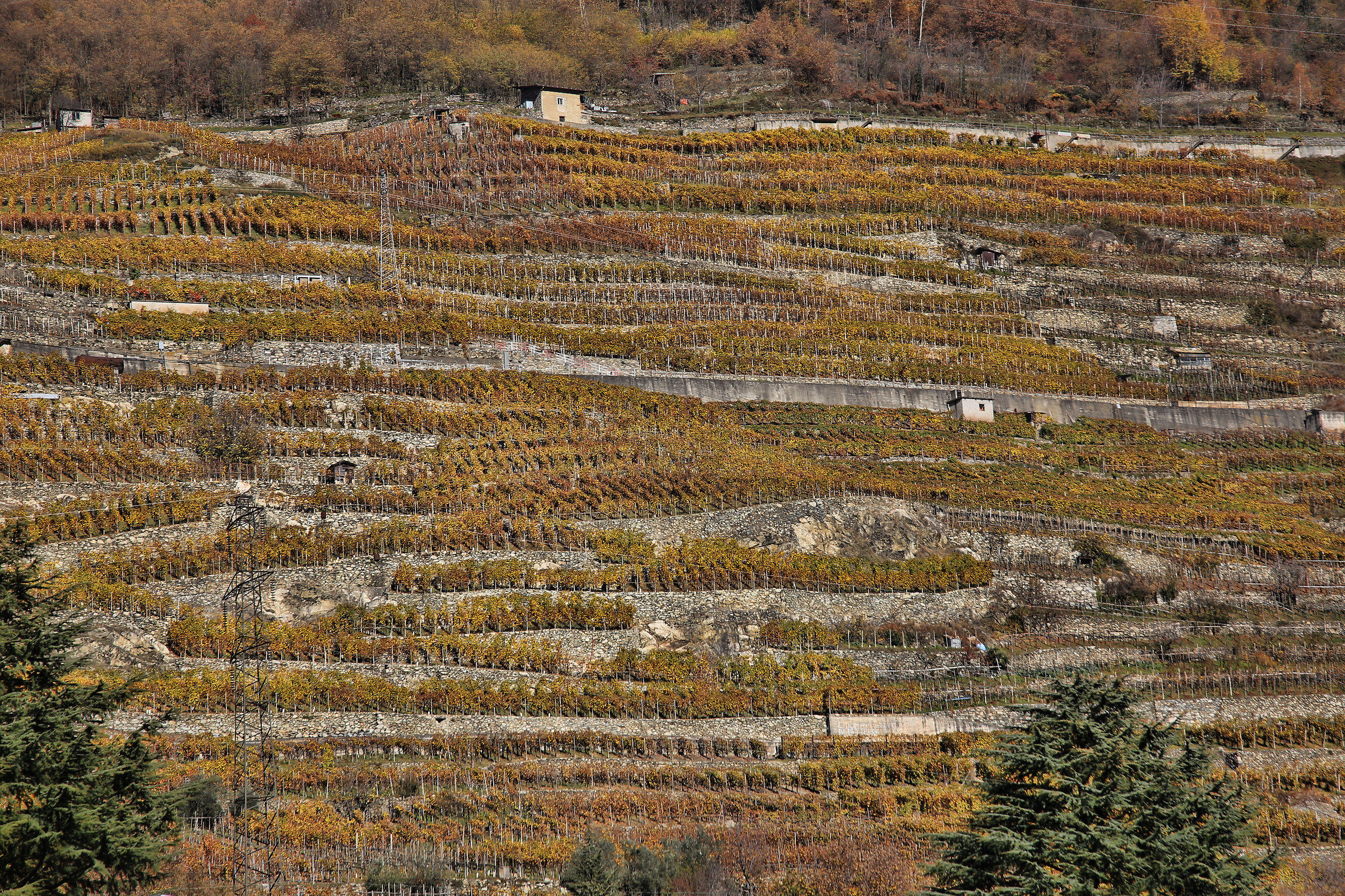 "Cliffs of the wine"