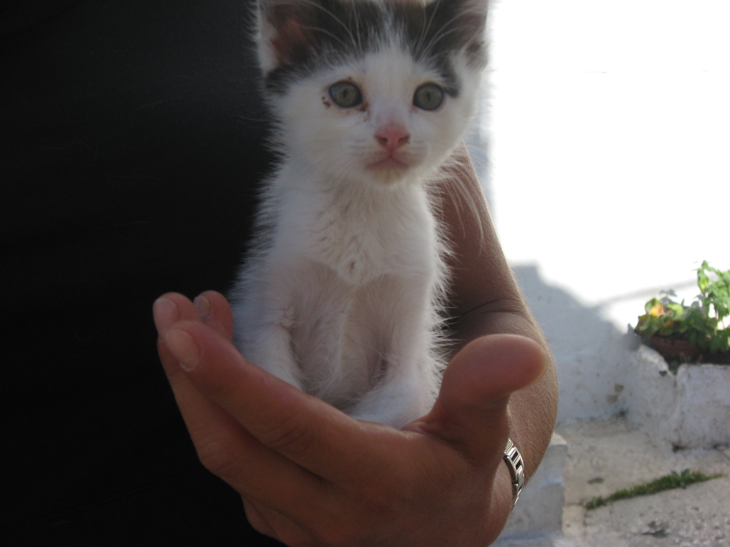 Un micio di Alberobello