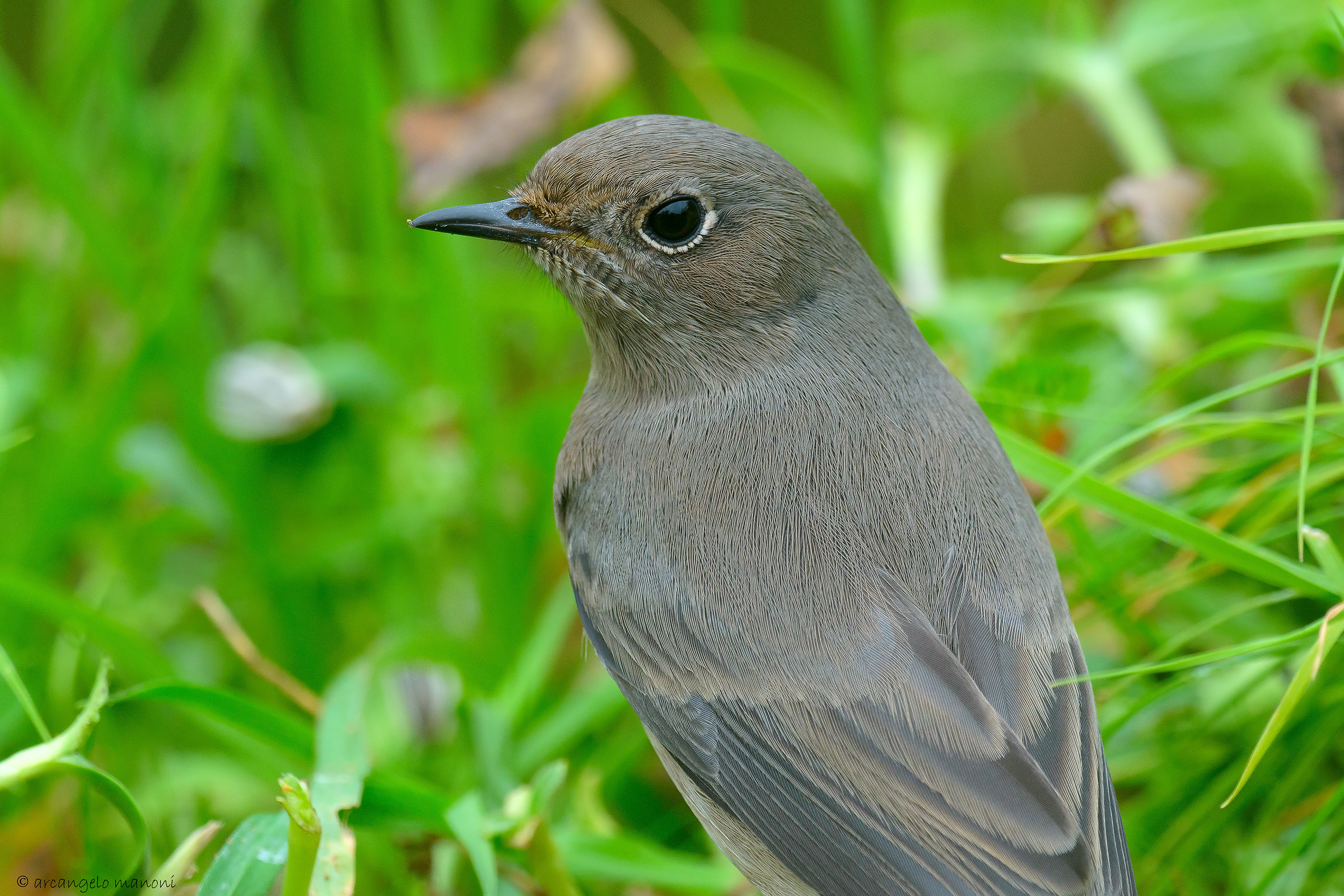 Redstart in this green autumn 2015